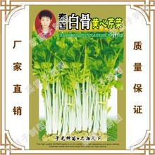 冯子龙厂家直售批零基地大棚四季种植  泰园白梗黄心芹菜（711）