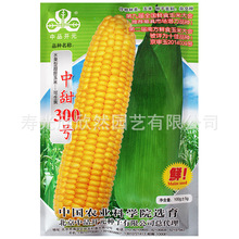 早熟高产甜玉米中甜300号 超甜水果玉米种子种籽特大大田孑高产量