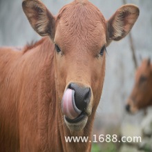 贵州肉牛养殖场 肉牛价格 提供肉牛养殖 肉牛犊价格