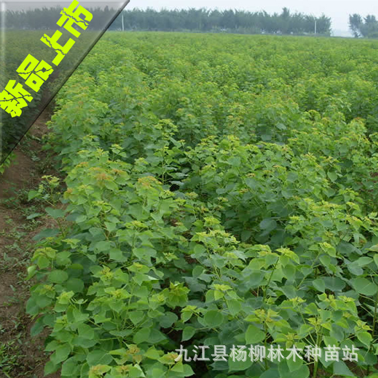 乌桕小苗 一年生乌桕小苗 二年乌桕小苗 乌桕芽苗