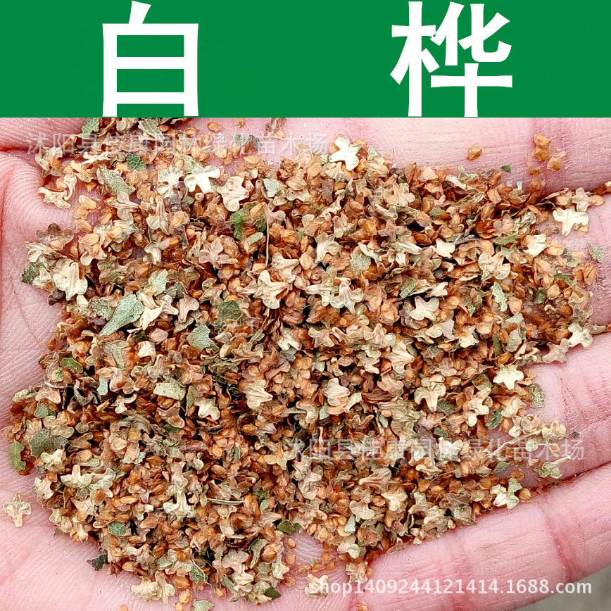 林木种子 白桦种子 白桦树 桦木 桦皮树种子 1件=1斤