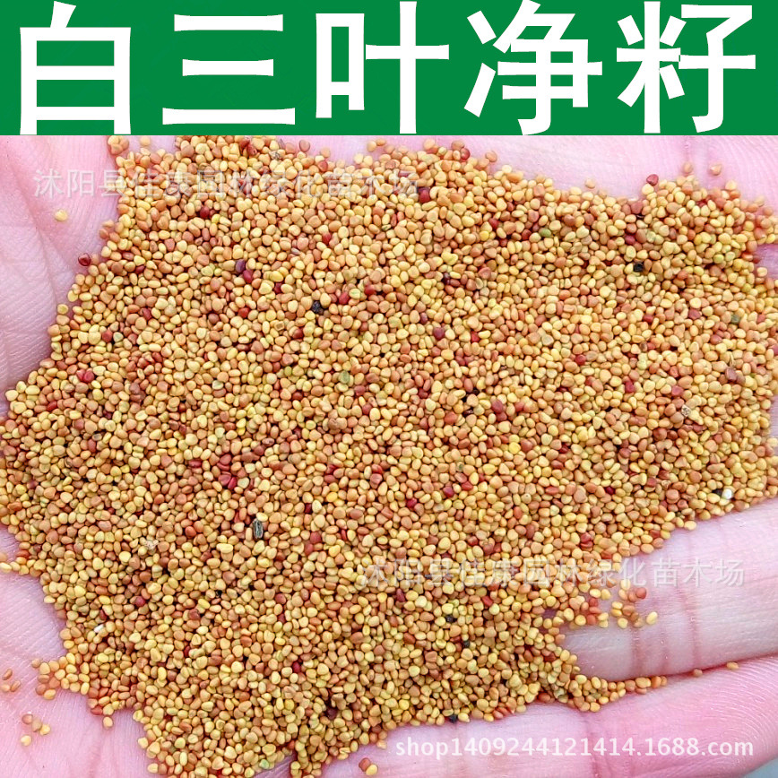 草坪种子 三叶草种子 白三叶草种子 草籽 白车轴草 1件=1斤