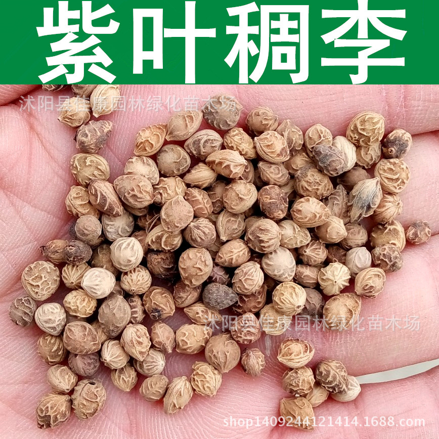 林木种子 紫叶稠李种子 稠李花 臭李子 1件=1斤