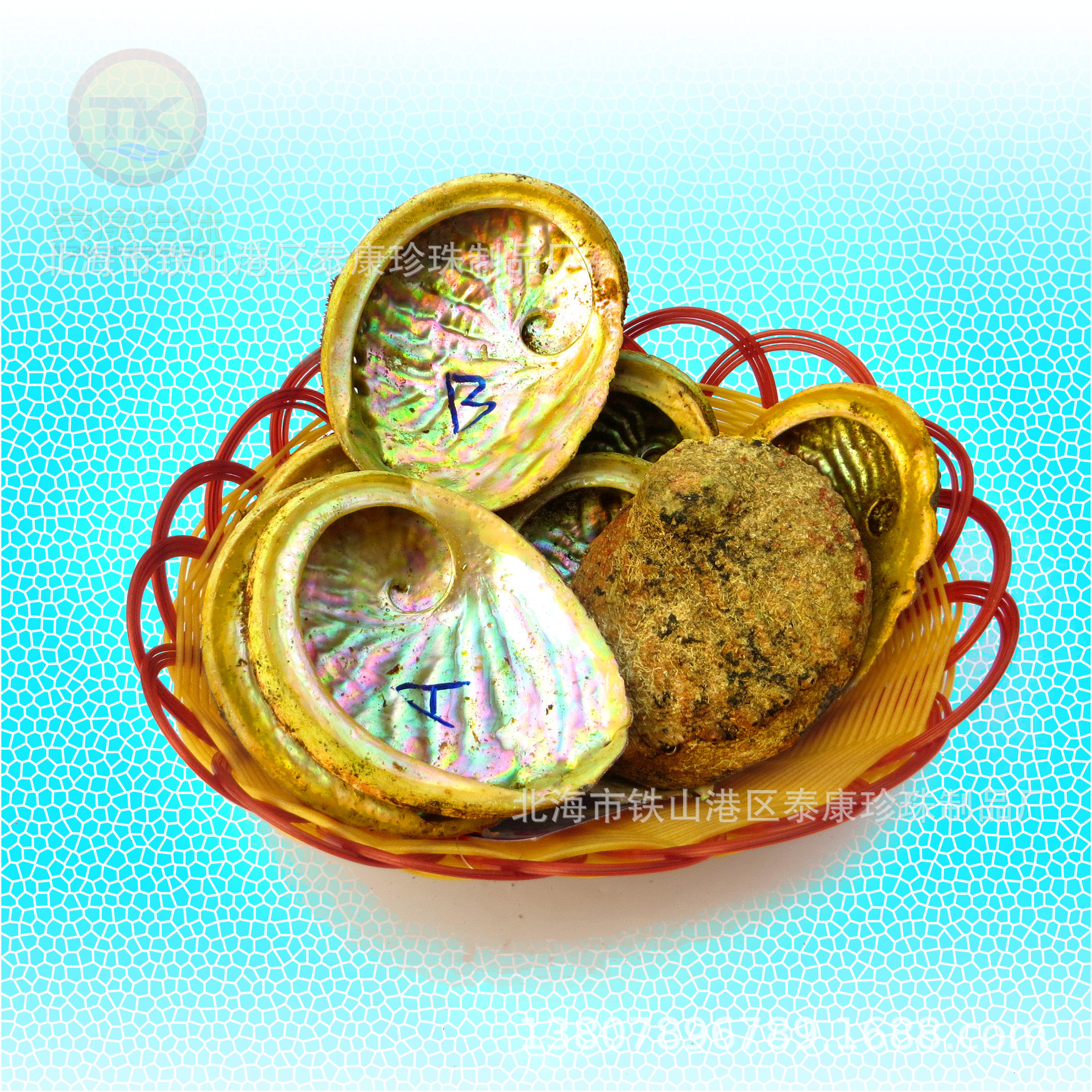 澳洲鲍鱼壳 vic-blp-abg-pcs 澳大利亚生鲍鱼贝壳-阿里巴巴