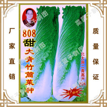 冯子龙厂家直售批零大田基地大棚四季种植   808甜大青竹筒菜种