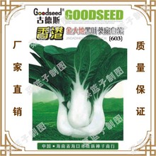 古德斯种子厂家直售批零大田蔬菜种子香港金大地黑叶葵扇白菜(603