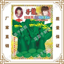 蔬菜种子 子龙120天多芽迟花甜脆菜心 冯子龙种苗公司直售批零