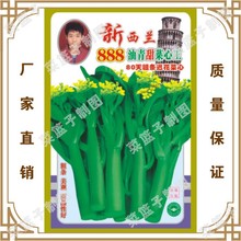 新西兰888油青甜菜心玉(80天粗条迟花菜心) 蔬菜种子冯子龙原厂