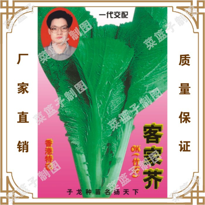 冯子龙厂家直售批零大田基地大棚四季种植   客家芥OK(竹芥)
