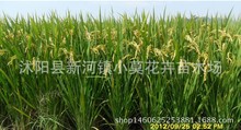 旱稻 早稻 晚稻 梗稻 常规稻 水稻种子、稻种、原种