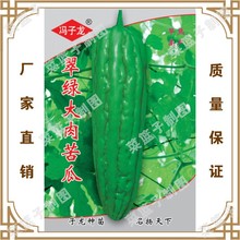 冯子龙种苗公司直售批零大田基地种植蔬菜种子  翠绿大肉苦瓜