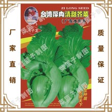 台湾厚肉青甜芥菜(广东水东芥)   冯子龙厂家直售批零