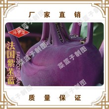 冯子龙种苗公司直售批零大田基地种植蔬菜种子  法国紫苤蓝