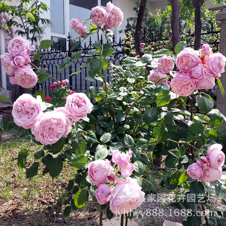 藤本月季苗 欧洲苗-欧月- 自由精神 花卉盆栽植物 带花发货