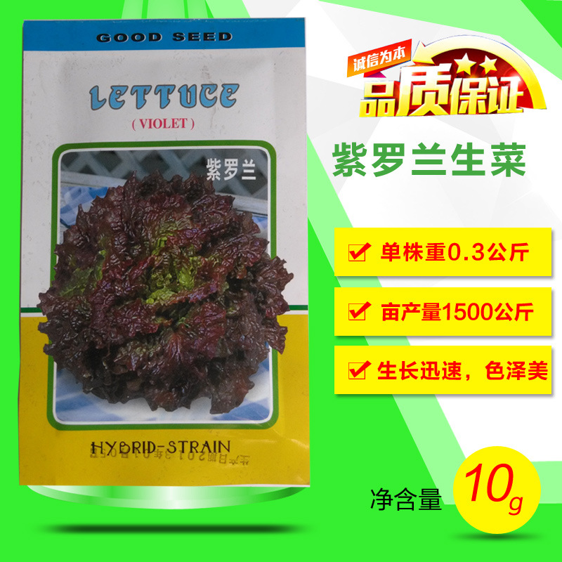 紫罗兰生菜种紫色沙拉紫叶荷兰红罗莎紫生菜种籽四季盆