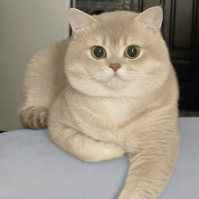 金渐层猫蓝金短毛活体幼猫12色英短紫金纯种双血统家养活体宠物猫