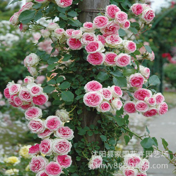 批发四季开花藤本月季 藤本小伊甸园 藤小伊 爬藤