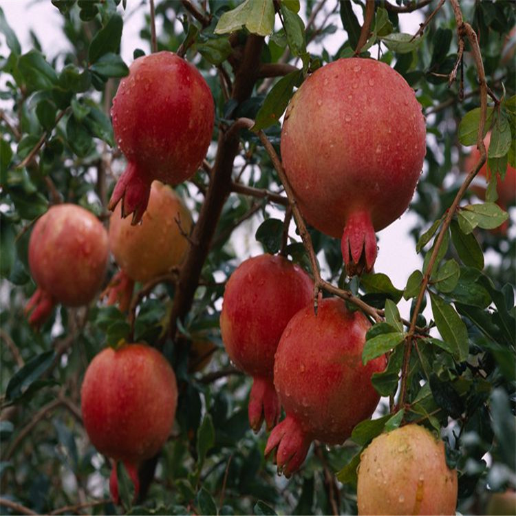 基地批发石榴树苗盆栽地栽园林果树苗木软籽红籽石榴水果树苗批发