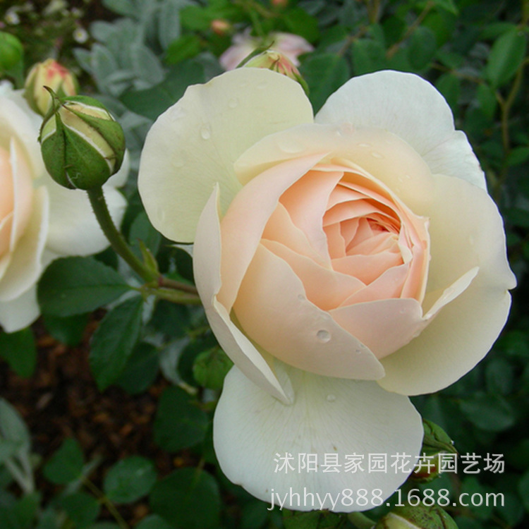 欧月 大花月季 利奇菲尔德天使 非常勤花的强香品种 白色或淡黄色