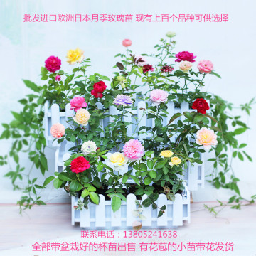 批发藤本月季欧洲月季花苗攀援植物爬藤绿植盆栽花卉四季开花玫瑰