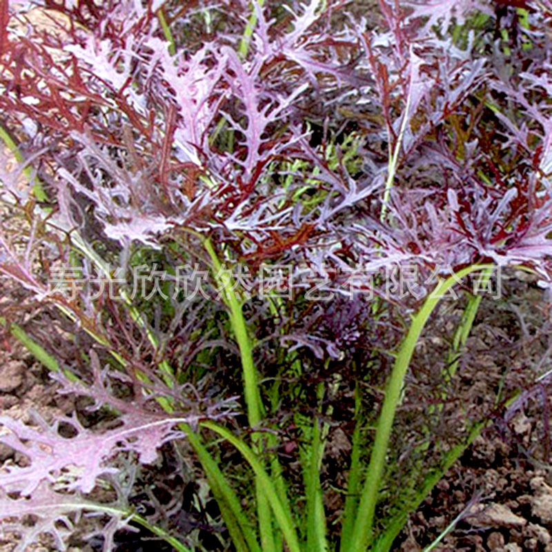 东升紫晶京水菜种子 高产特色蔬菜家庭四季小青菜 紫色京水菜种子
