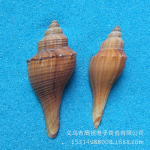 1斤天然贝壳海螺海星4-7cm 小香螺 鱼缸地台 diy微景观鱼缸装饰品