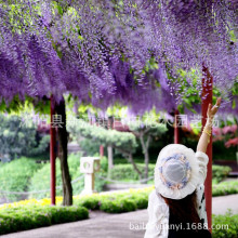 苗圃销售供应批发 紫滕花苗庭院绿化苗木 丰花紫藤树苗 紫藤花苗