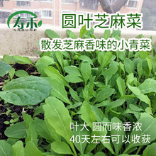 欧洲 圆叶芝麻菜种子 有芝麻香味的小青菜火箭菜阳台菜园四季种菜