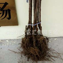 基地直销大樱桃苗 嫁接樱桃树苗 车厘子樱桃苗  早红宝石樱桃苗