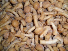速冻滑子菇 珍珠菇 滑菇 冷冻蘑菇 混合菇 可出口