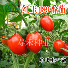 日本引进 红玉189樱桃番茄种子 迷你小番茄种籽红圣女果超甜水果
