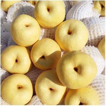 陕西酥梨贡梨9斤5斤纯甜冰糖雪梨新鲜梨子砀山梨蒲城酥梨水果直发