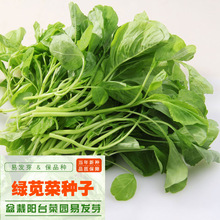 【绿叶苋菜种子】家庭菜园品种长寿菜铁含量是菠菜的1倍蔬菜种孑