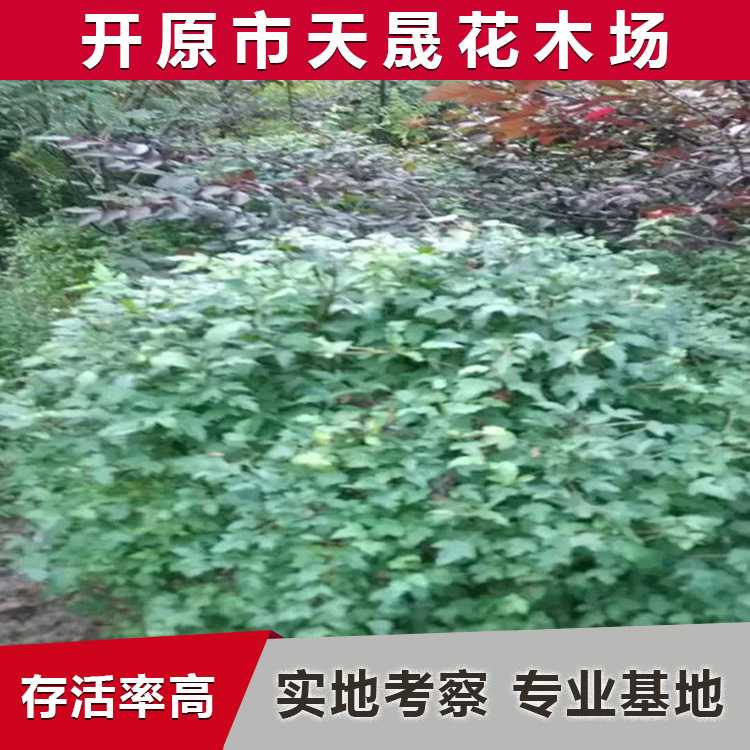 东北基地销售三角枫球 易存活从生三角枫球 辽宁工程绿化三角枫球