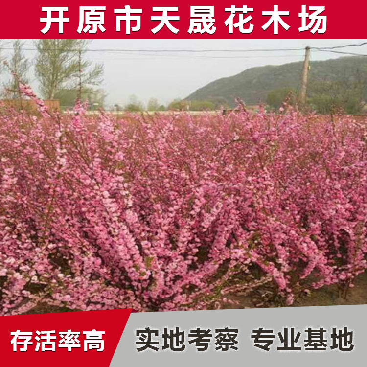 辽宁苗木榆叶梅 双瓣榆叶梅 小桃红 榆叶梅球 榆叶梅小苗 绿化苗