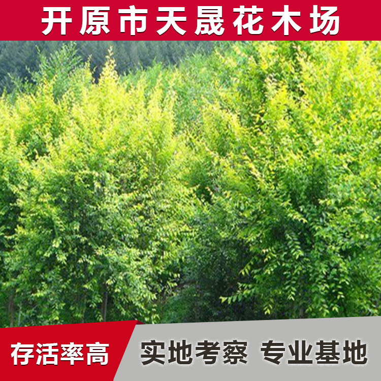 黄色系金叶榆乔木 高接金叶榆 金叶榆球 营养杯金叶榆 金叶榆小苗