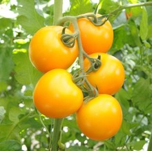 黄明珠番茄种子黄番茄四季蔬菜种子黄樱桃番茄阳台盆栽西红柿种孑