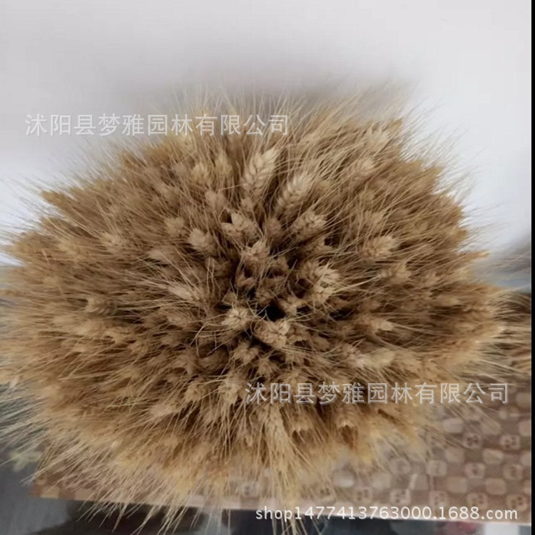 Wheat Ears Dried Flower Natural Dried Flower Real Wheat Ear Rural Plant Wheat Ear Pole Flower Stage Shooting Props Multi-Color Can Be Set