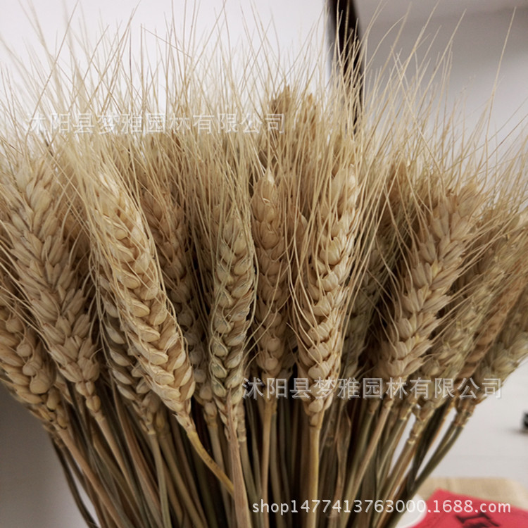 Wheat Ears Dried Flower Natural Dried Flower Real Wheat Ear Rural Plant Wheat Ear Pole Flower Stage Shooting Props Multi-Color Can Be Set