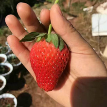红颜草莓苗       高 可地栽盆栽 草莓苗现挖现卖 量大便宜草莓苗