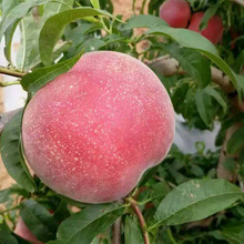 冬雪桃树苗根系发达桃树苗品种多样现挖现卖桃树苗