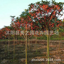 基地发货 花坛名贵树种四季 红花丹桂 金桂花树苗秋季 开花花境