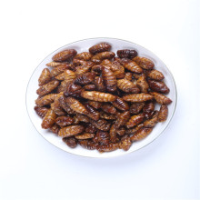 特级蚕蛹新鲜金丝蛹鲜活冷冻桑蚕蛹子速冻生茧小蝉蛹山东特产特价