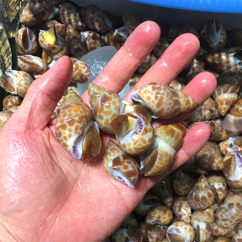 泰国长尾花螺巴基斯坦印度花螺香螺东风螺 海螺50-80,80-120规格