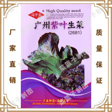 广州紫叶生菜（2681） 基地露地大棚种植