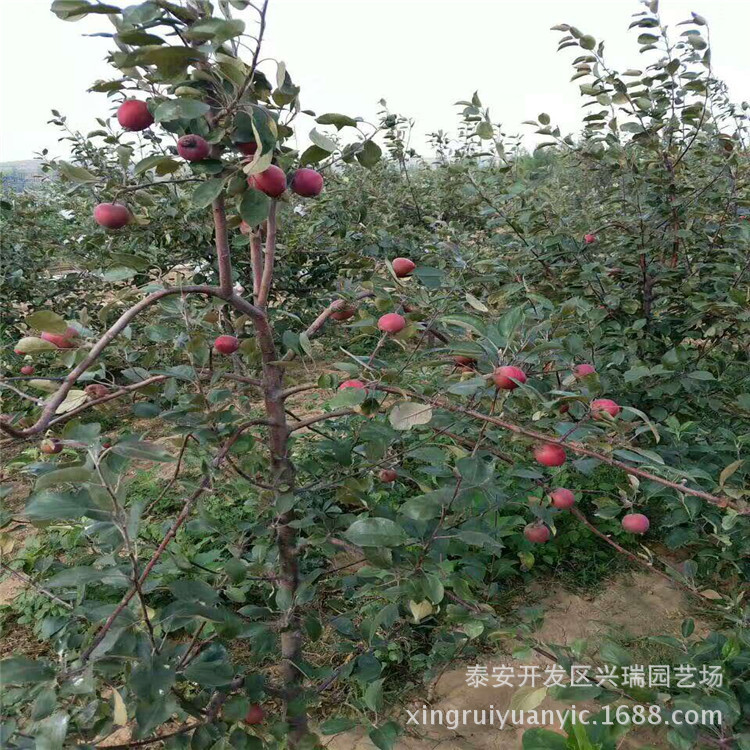 长期出售6公分红露苹果苗  当年结果红露苹果苗