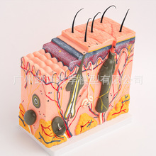 人体皮肤组织结构放大解剖模型 美容整. 形立体皮肤模型 皮肤放大