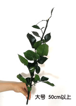 A级保鲜整枝玫瑰枝条 永生花花材 圣诞礼物情人节45cm左右