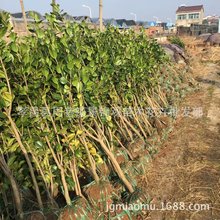 花卉苗木产地直销精品茶花树 茶花小苗价格包速递