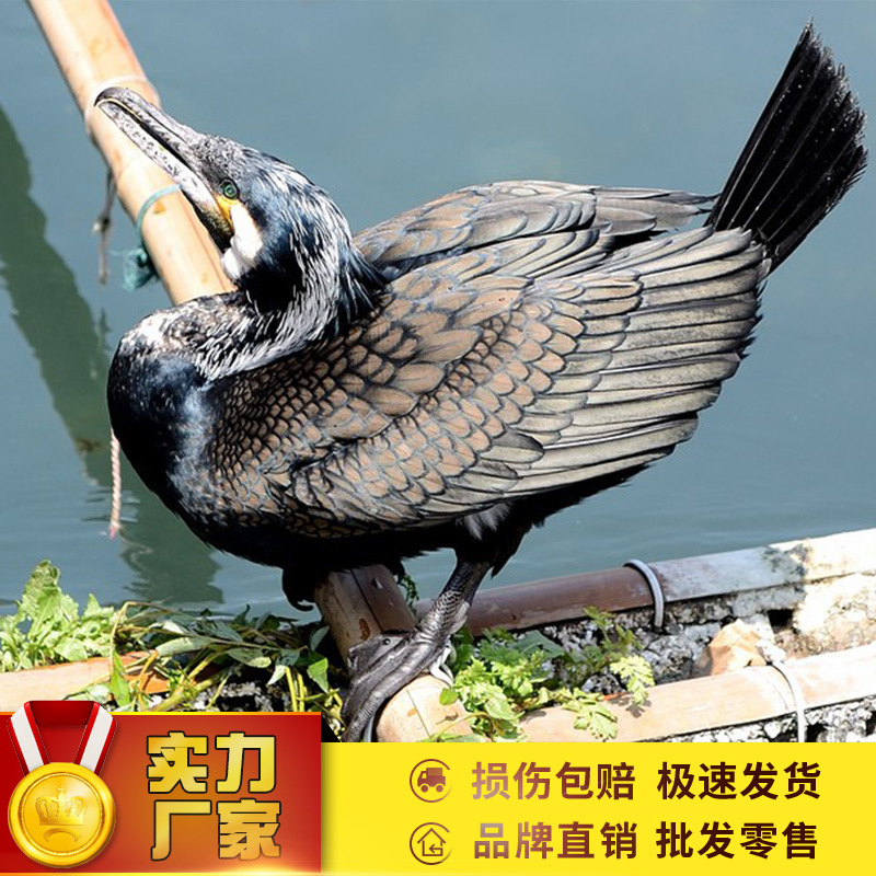 鱼鹰多少钱一只